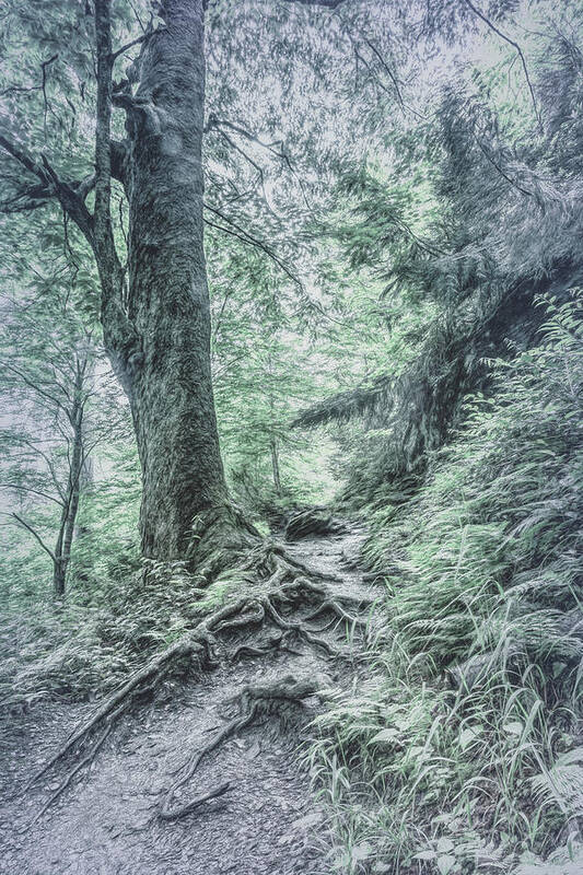 Appalachia Art Print featuring the photograph Appalachian Trail in Cool Gray Tones by Debra and Dave Vanderlaan
