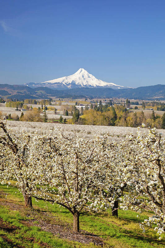 Scenics Art Print featuring the photograph Apple Blossom Trees And Mount Hood In by Design Pics / Craig Tuttle
