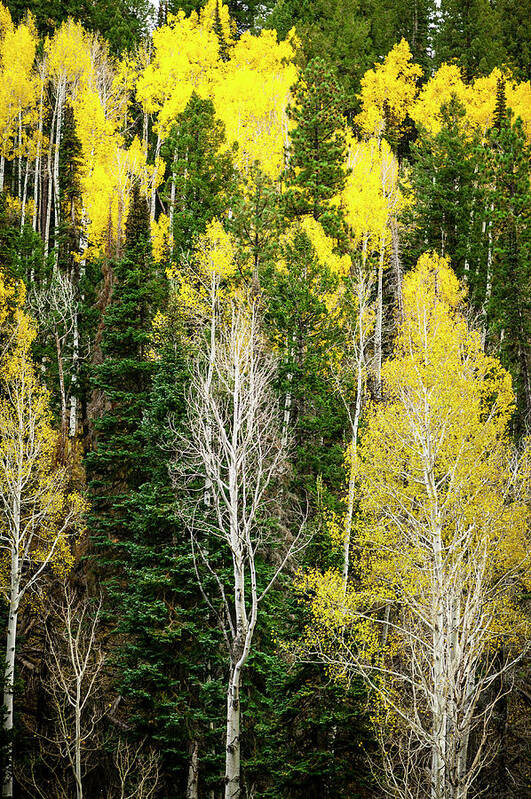Scenics Art Print featuring the photograph Aspens And Evergreens, North Rim, Grand by Eric R. Hinson