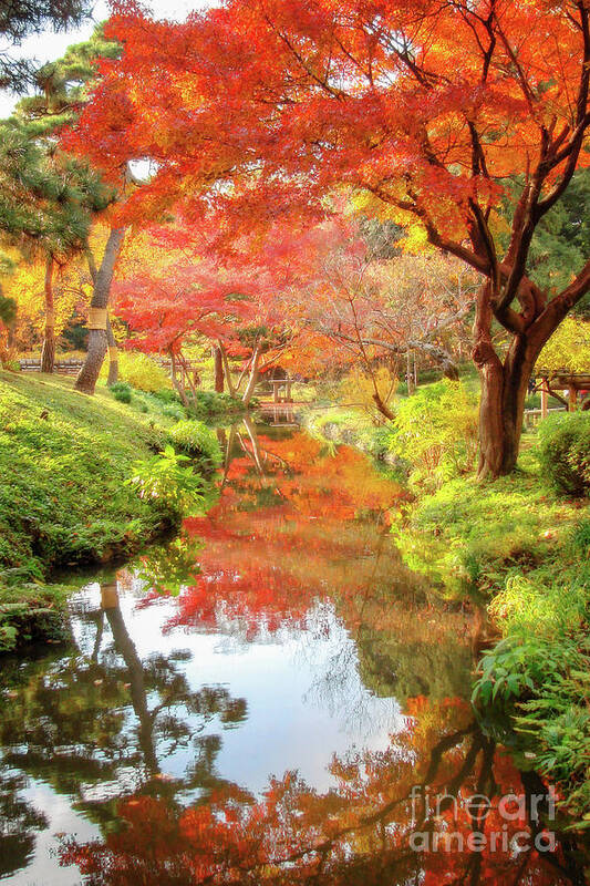 Fall Art Print featuring the photograph Autumn colors in Japan by Delphimages Photo Creations