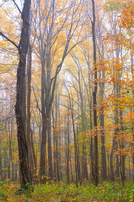 Art Prints Art Print featuring the photograph Autumn in the Smoky Mountains by Nunweiler Photography
