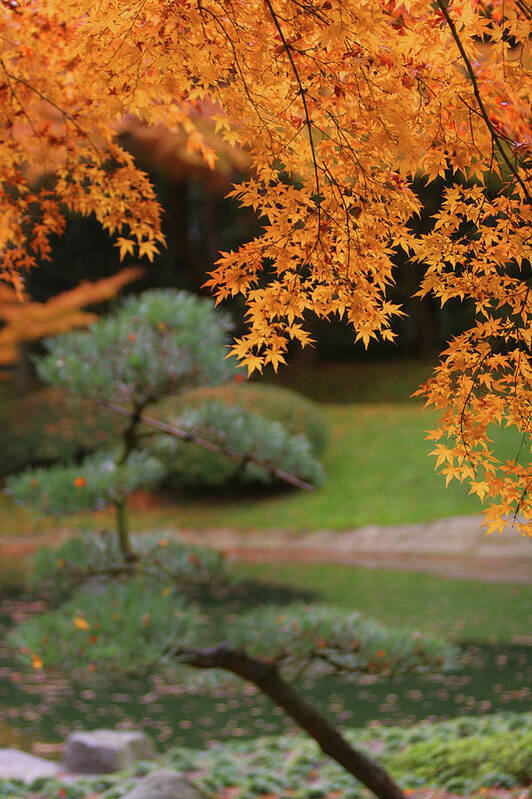 Tranquility Art Print featuring the photograph Autumn Leaves At Nitobe Japanese by Lonely Planet