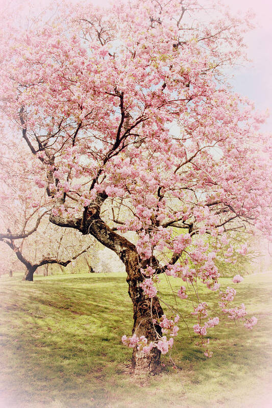 Cherry Trees Art Print featuring the photograph Softly Cherry by Jessica Jenney