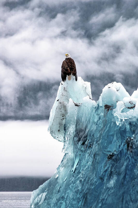 Iceberg Art Print featuring the photograph Bald Eagle On The Glacier by Naphat Photography