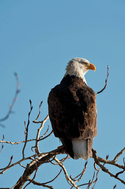 Animal Themes Art Print featuring the photograph Bald Eagle Perch At Lake Coeur Dalene by Mike Berenson / Colorado Captures