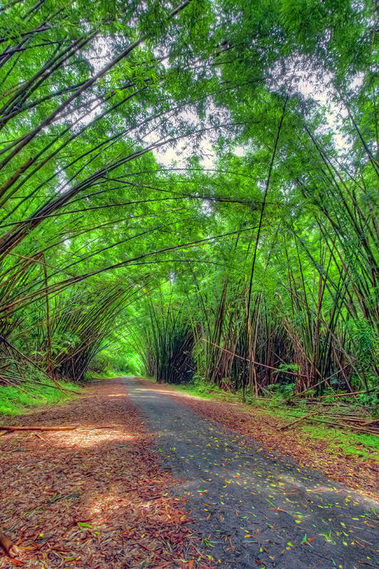 Bamboo Cathedral Art Print featuring the photograph Bamboo Cathedral 2 by Nadia Sanowar
