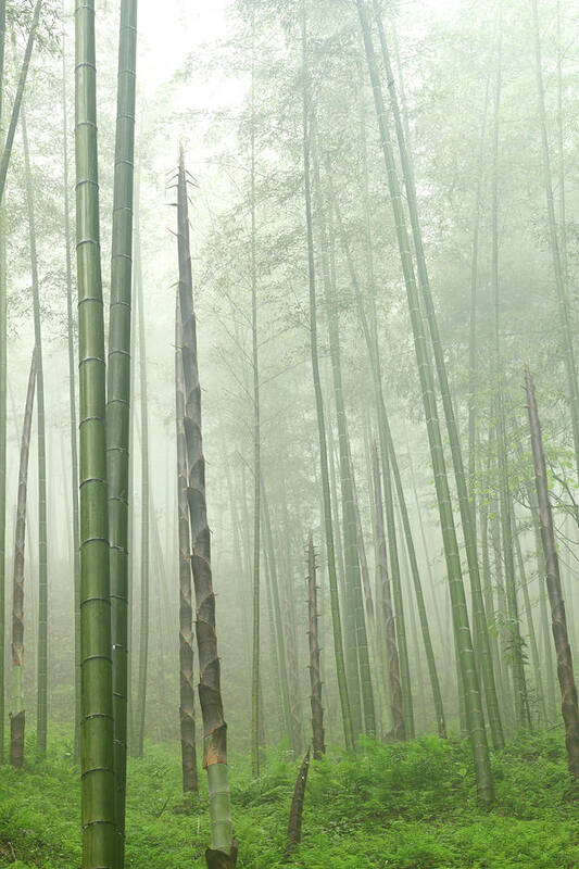Chinese Culture Art Print featuring the photograph Bamboo Forest by Bihaibo