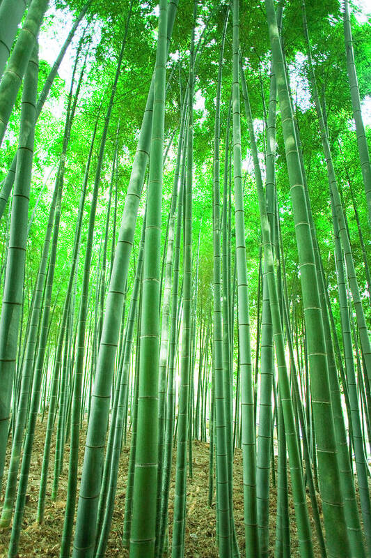 Scenics Art Print featuring the photograph Bamboo Grove by Akira Kaede