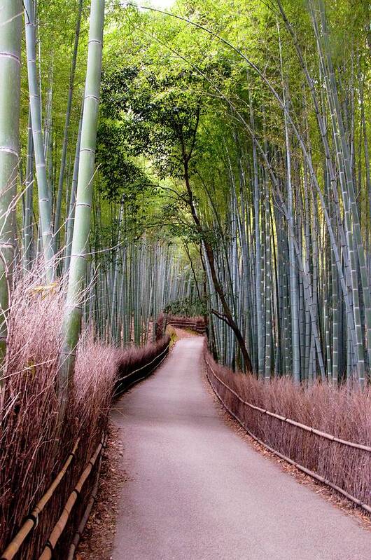 Tranquility Art Print featuring the photograph Bamboo Grove by Shadie Chahine