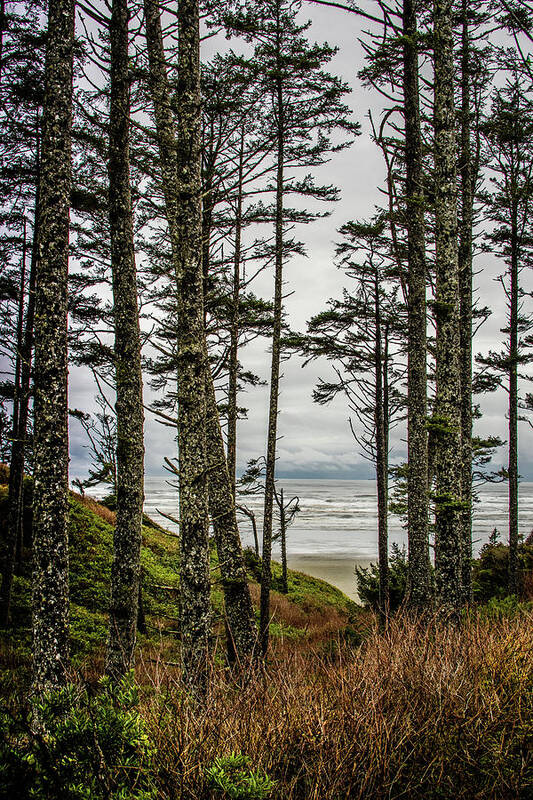 Trees Art Print featuring the photograph Beach Trees by Jerry Cahill