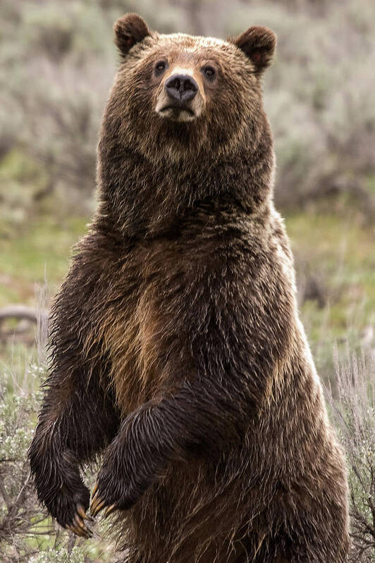 Grizzly Bear Art Print featuring the photograph Bear 399 by Steve Stuller