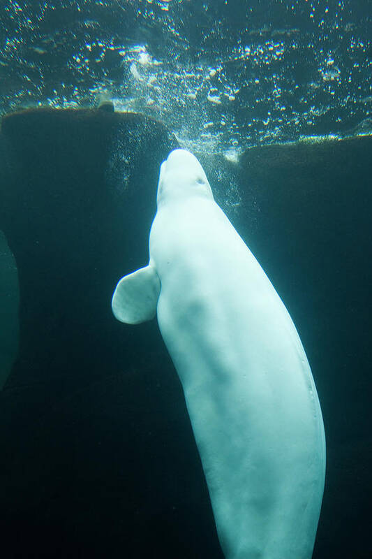 Underwater Art Print featuring the photograph Beluga Whale by Lingbeek