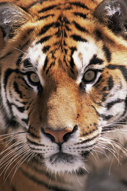 Orange Color Art Print featuring the photograph Bengal Tiger Panthera Tigris Tigris by Roine Magnusson