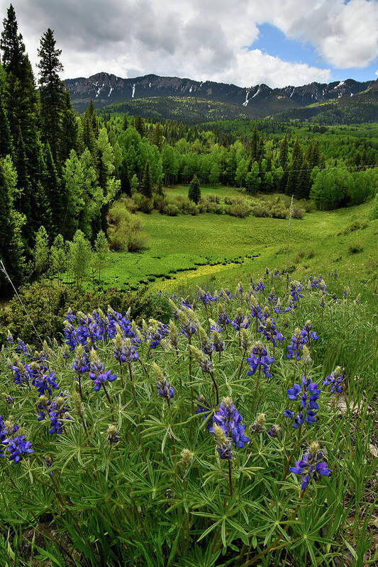 Highway 50 Art Print featuring the photograph Big Cimarron Lupine by Ray Mathis
