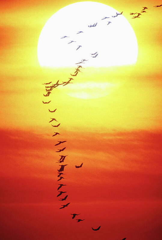 Scenics Art Print featuring the photograph Birds Flying In Formation, Sunset by David De Lossy