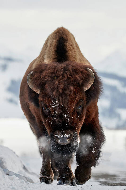 Bison Art Print featuring the photograph Bison Incoming by Peter Hudson