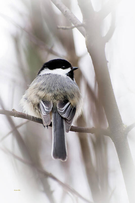 Chickadee Art Print featuring the photograph Black Capped Chickadee by Christina Rollo