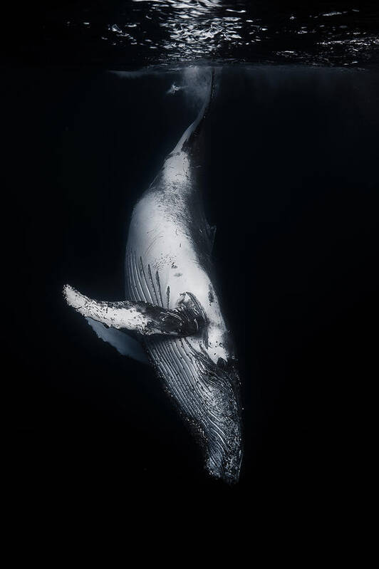 Whale Art Print featuring the photograph Black Whale by Barathieu Gabriel