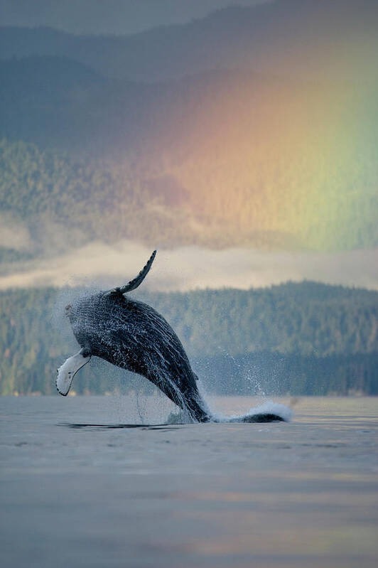Animal Themes Art Print featuring the photograph Breaching Humpback Whale And Rainbow by Paul Souders