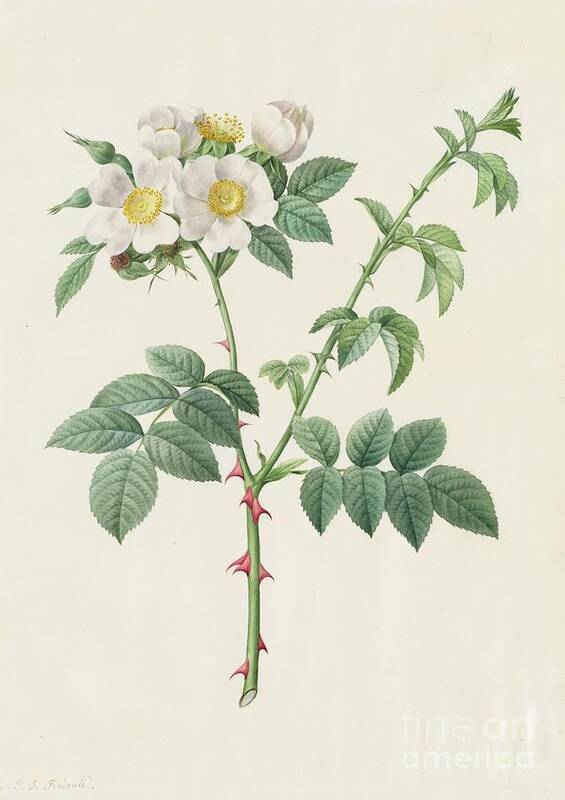 19th Century Art Print featuring the drawing Brier Bush Rose Or Dog Rose Rosa by Heritage Images