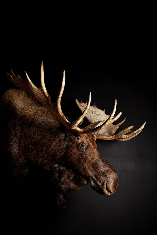 Hanging Art Print featuring the photograph Bull Moose Head With Antlers by Simon Willms