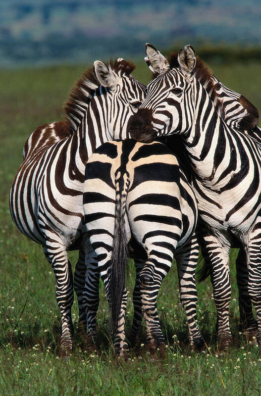 Plains Zebra Art Print featuring the photograph Burchells Zebras Equus Burchelli by Art Wolfe