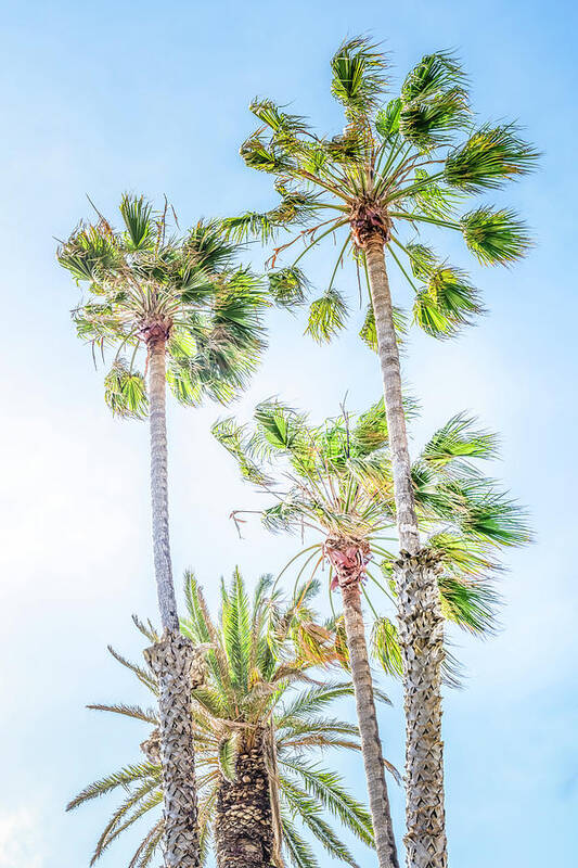 Palm Tree Art Print featuring the photograph California Dreaming Palm Trees by Gene Parks