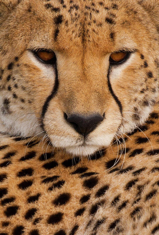 Vertebrate Art Print featuring the photograph Cheetah In The Serengeti National Park by Mint Images - Art Wolfe