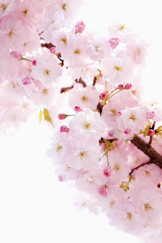 White Background Art Print featuring the photograph Cherry Blossom Prunus Lannesiana by Ultra.f