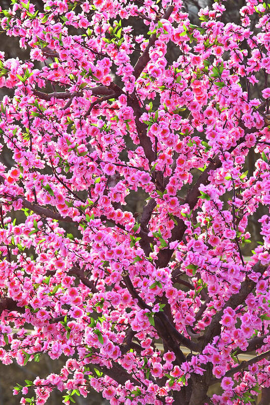 Jingshan Park Art Print featuring the photograph Cherry Blossom Tree In Jingshan Park by Richard I'anson