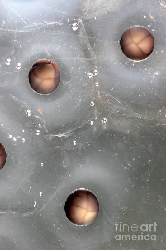 Rana Temporaria Art Print featuring the photograph Cleavage In Frog Eggs by Dr Keith Wheeler/science Photo Library