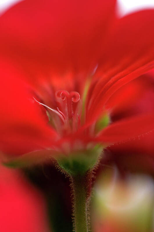 Petal Art Print featuring the photograph Close-up Of A Red Geranium by Daryl Solomon