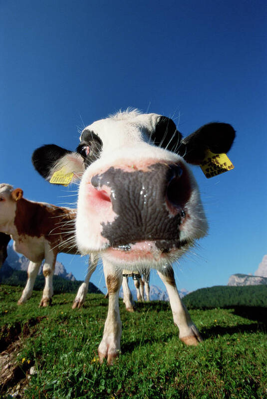 Animal Nose Art Print featuring the photograph Close-up Of Cows Nose by Martin Ruegner