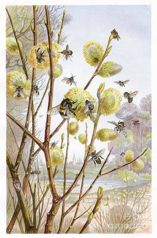 Etching Art Print featuring the digital art Cluster Of Bees Chromolithograph 1884 by Thepalmer