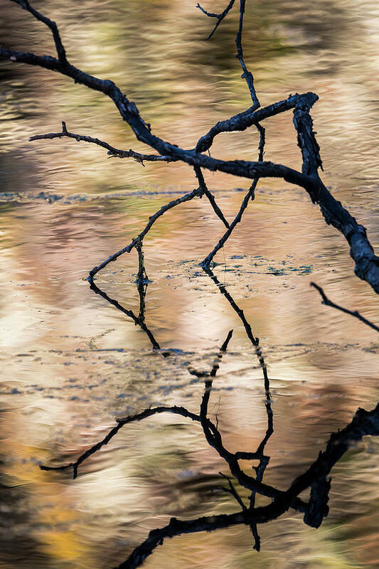 Branches Art Print featuring the photograph Coffenbury Reflections by Robert Potts