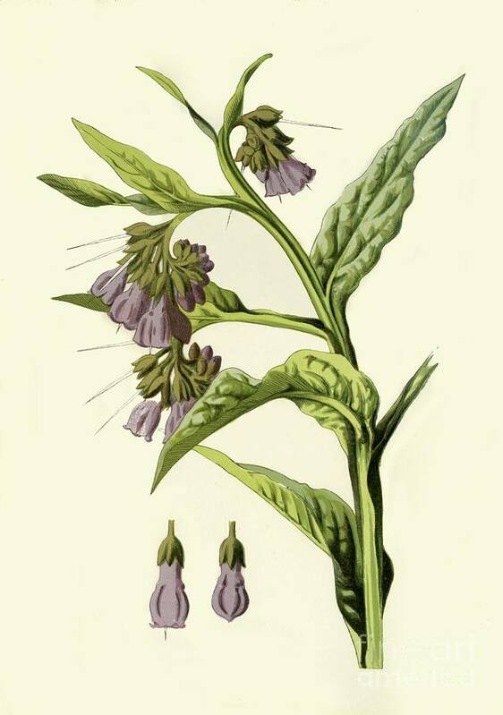 Comfrey Art Print featuring the drawing Comfrey by Print Collector
