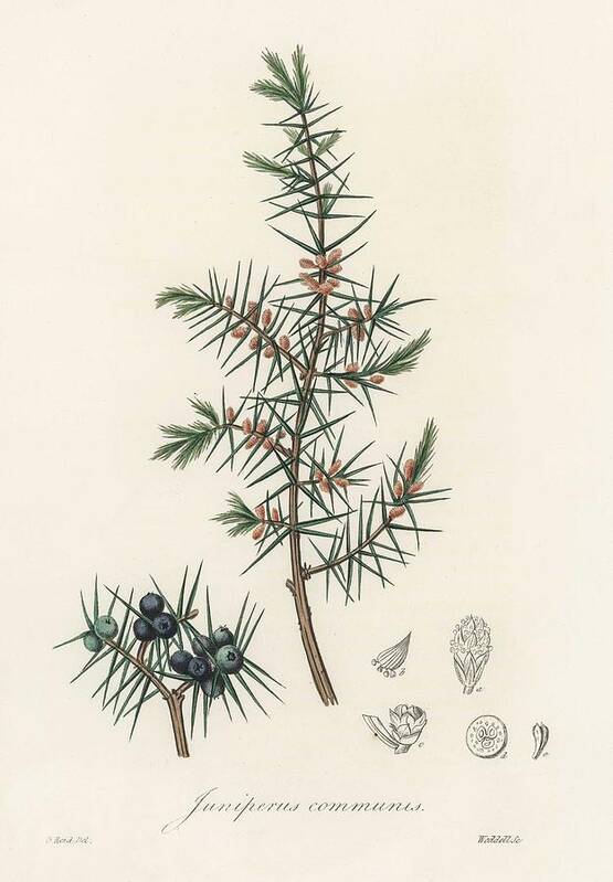 Juniper berries (Juniperus communis) For sale as Framed Prints, Photos,  Wall Art and Photo Gifts