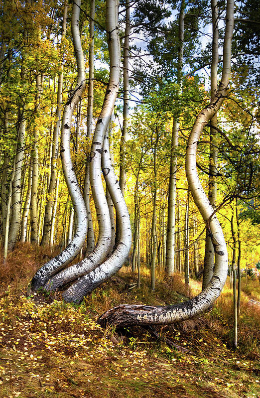 Telluride Art Print featuring the photograph Convoluted Aspens by Norma Brandsberg
