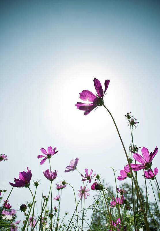 Clear Sky Art Print featuring the photograph Cosmos Flower by Sg Photography