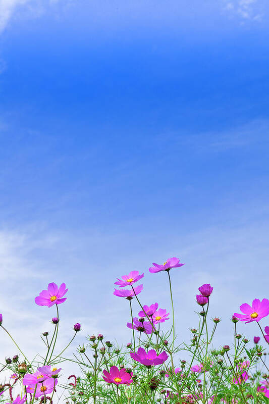 Sparse Art Print featuring the photograph Cosmos Flowers And Blue Sky by Michihiko Kanegae/a.collectionrf