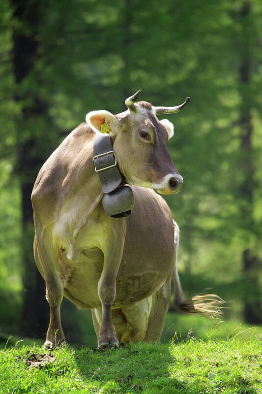 Cows Wearing Cow Bells Looking Sideways, Swiss Alps, Switzerland Art Print  by Walter Zerla - Fine Art America