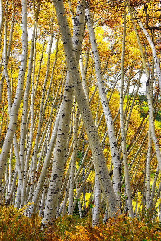 Colorado Art Print featuring the photograph Crossed Aspens by Tom Gresham