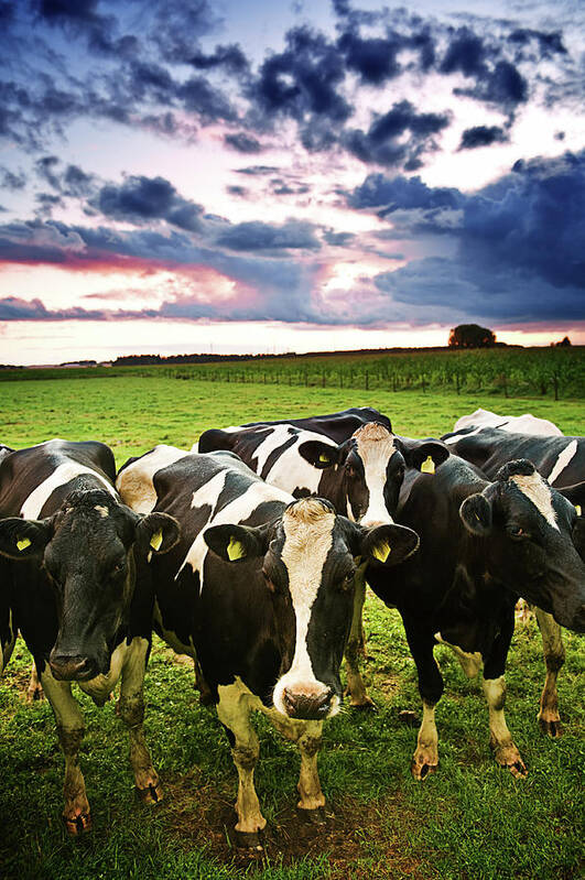 Scenics Art Print featuring the photograph Curious Cows by Knape