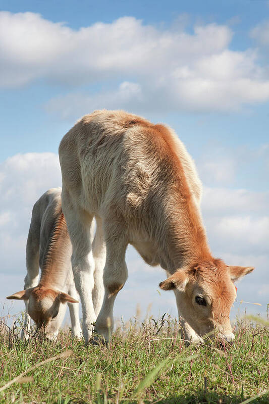 Grass Art Print featuring the photograph Cute Calves Grazing by Lissart