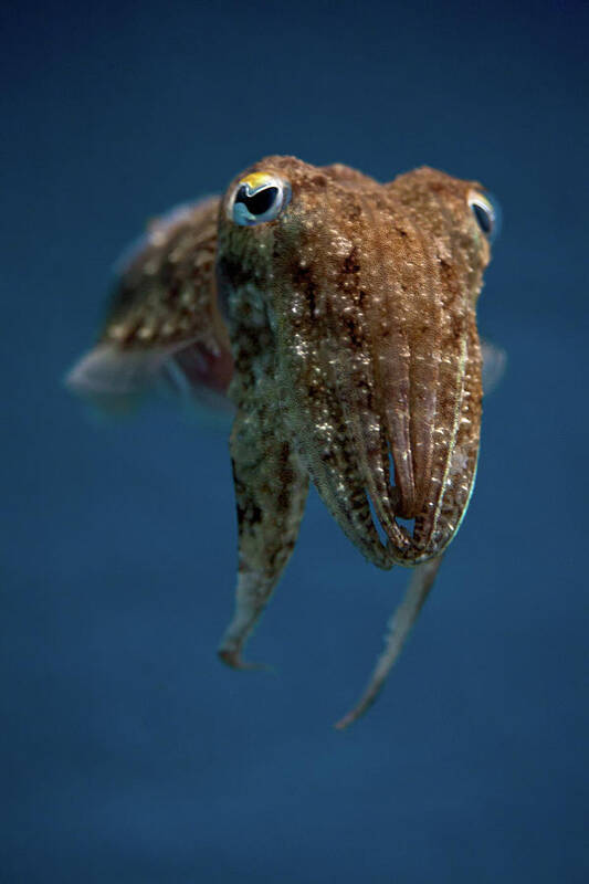 140+ Cuttlefish Images | Cuttlefish Stock Design Images Free Download -  Pikbest