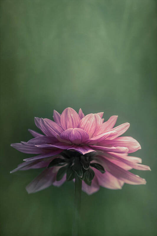 Dahlia Art Print featuring the photograph Dahlia by Allin Sorenson