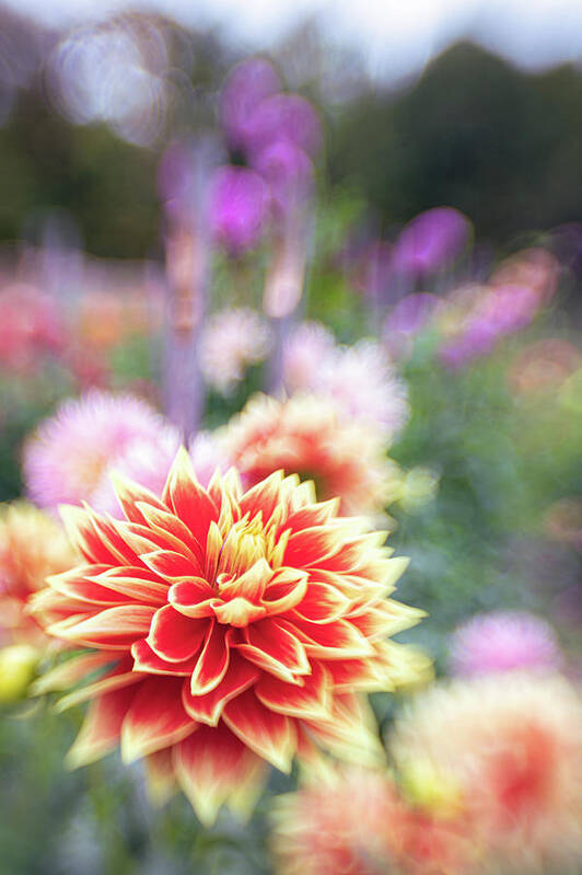 Dahlia Floral Flora Flower Botanic Botanical Botany Bokeh Art Print featuring the photograph Dahlia Dream 2 by Brian Hale