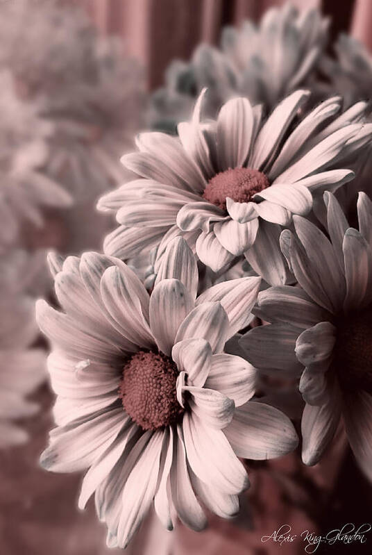 Daisies Art Print featuring the photograph Daisies in Antiquity by Alexis King-Glandon
