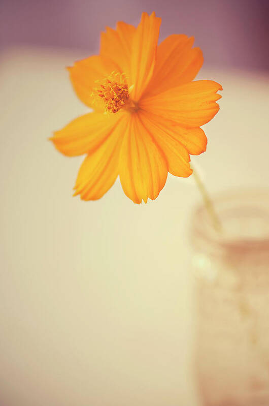 Orange Color Art Print featuring the photograph Daisy Flower In Vase by Carolyn Hebbard
