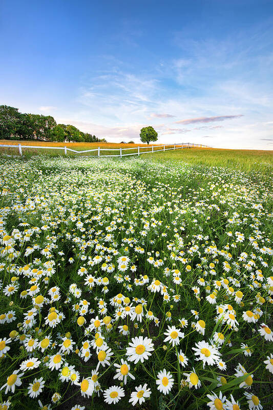 Flowers Art Print featuring the photograph Daisyfield In Sweden by Christian Lindsten